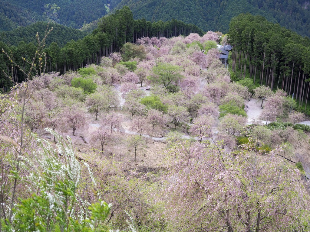 高見の郷