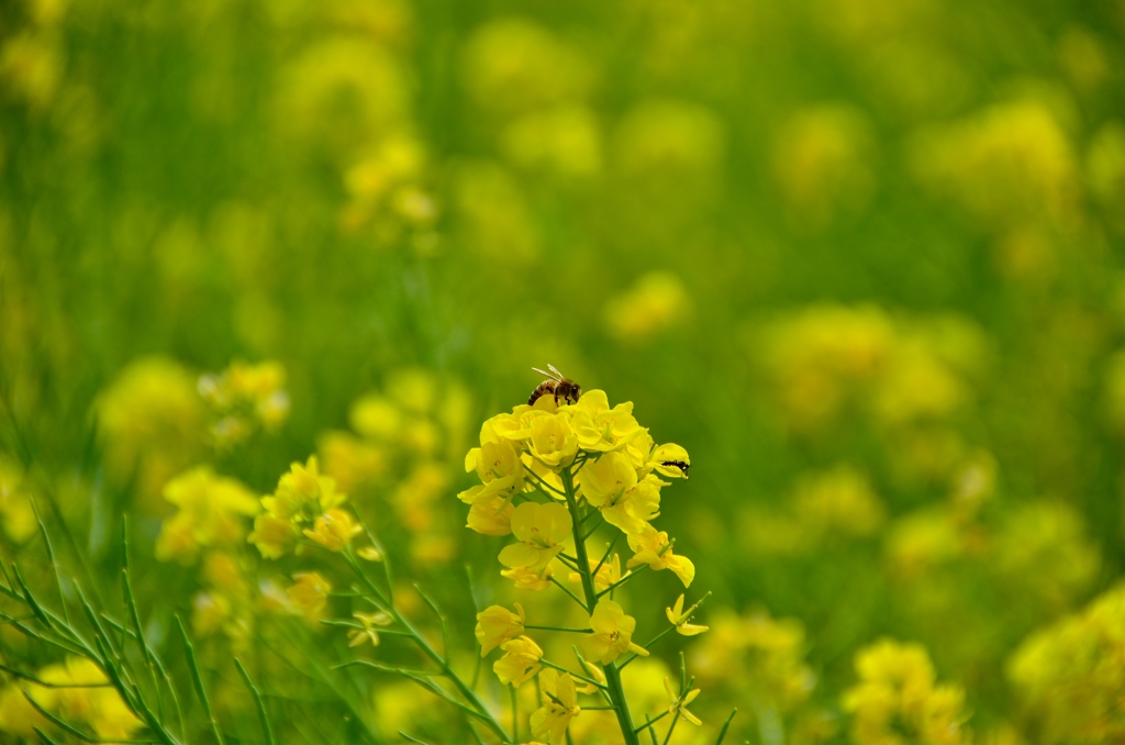 菜の花