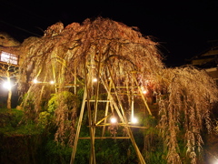 百滝桜