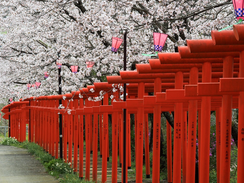 鳥居と桜