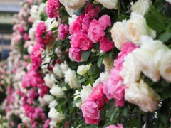 薔薇04