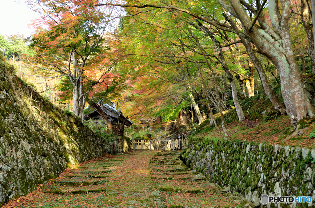 紅葉の道