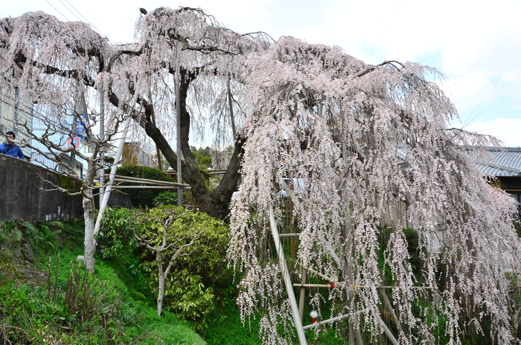 枝垂桜