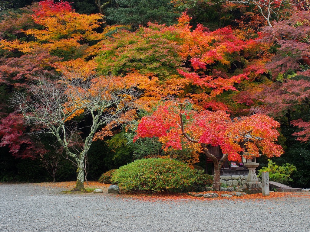 紅葉
