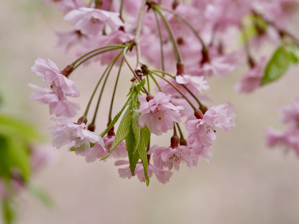 枝垂れ桜