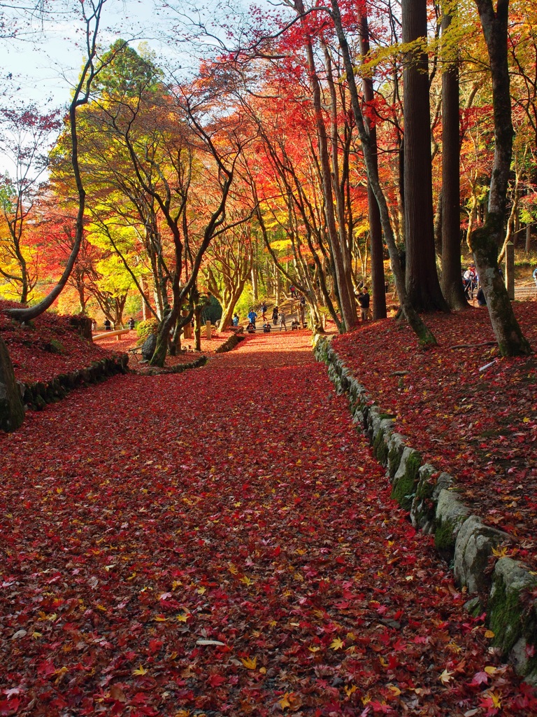 紅葉の絨毯2