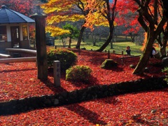 紅葉の絨毯3