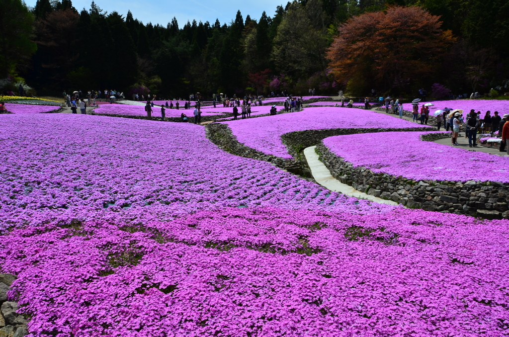 花のじゅうたん