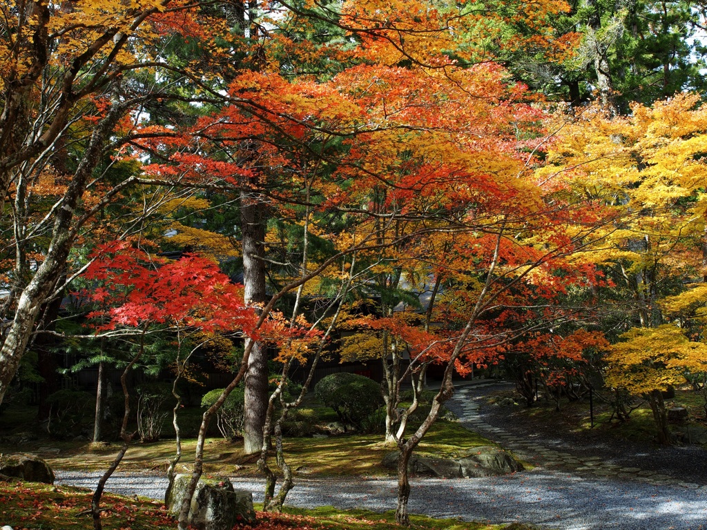 紅葉狩り01