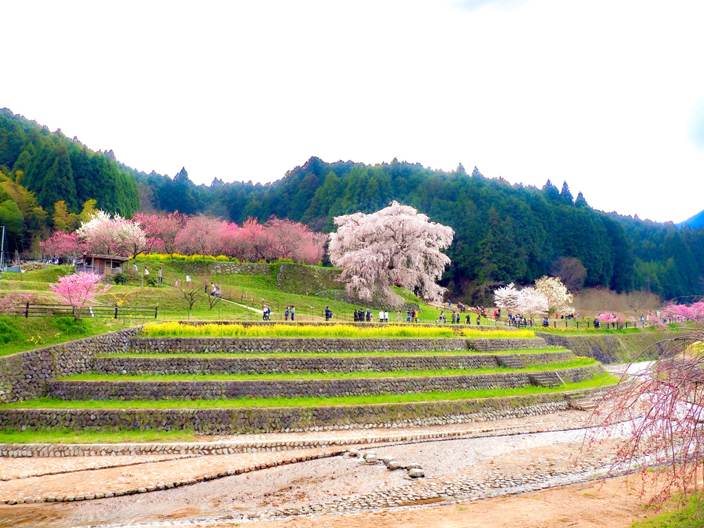 又兵衛桜3