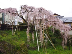 百滝桜