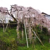 百滝桜