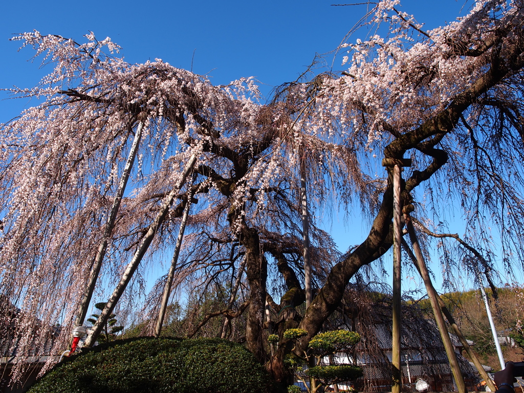 百滝桜