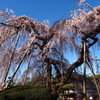 百滝桜