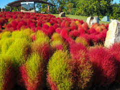 馬見丘陵公園のコキア