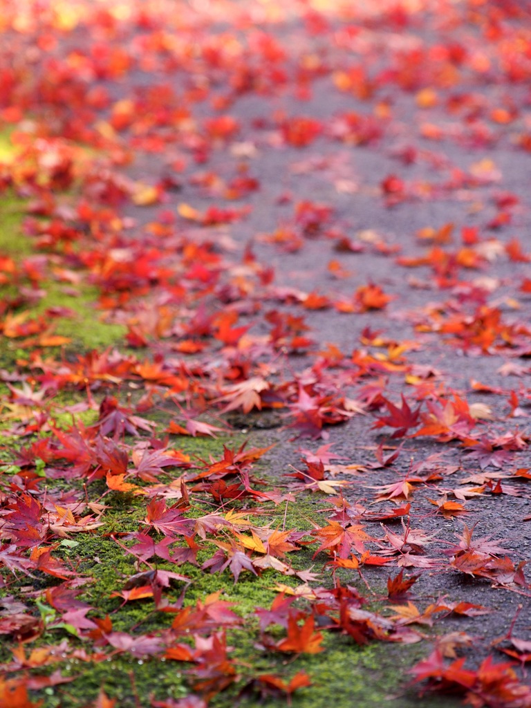 紅葉狩り