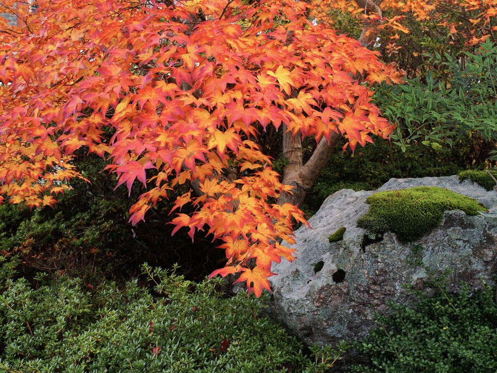 紅葉狩り03