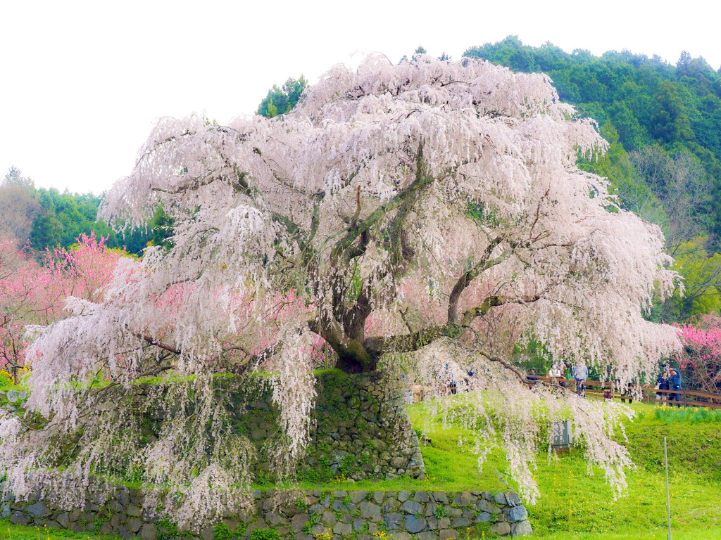 又兵衛桜2