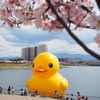ラバーダック