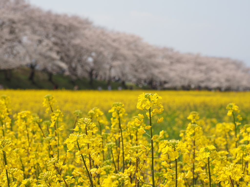 桜と菜の花