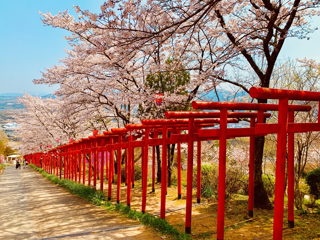 桜と鳥居