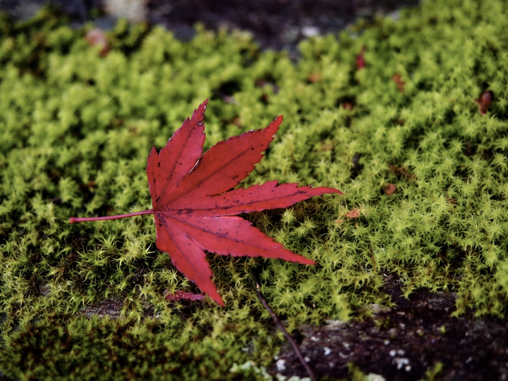紅葉狩り04