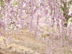 枝垂れ桜