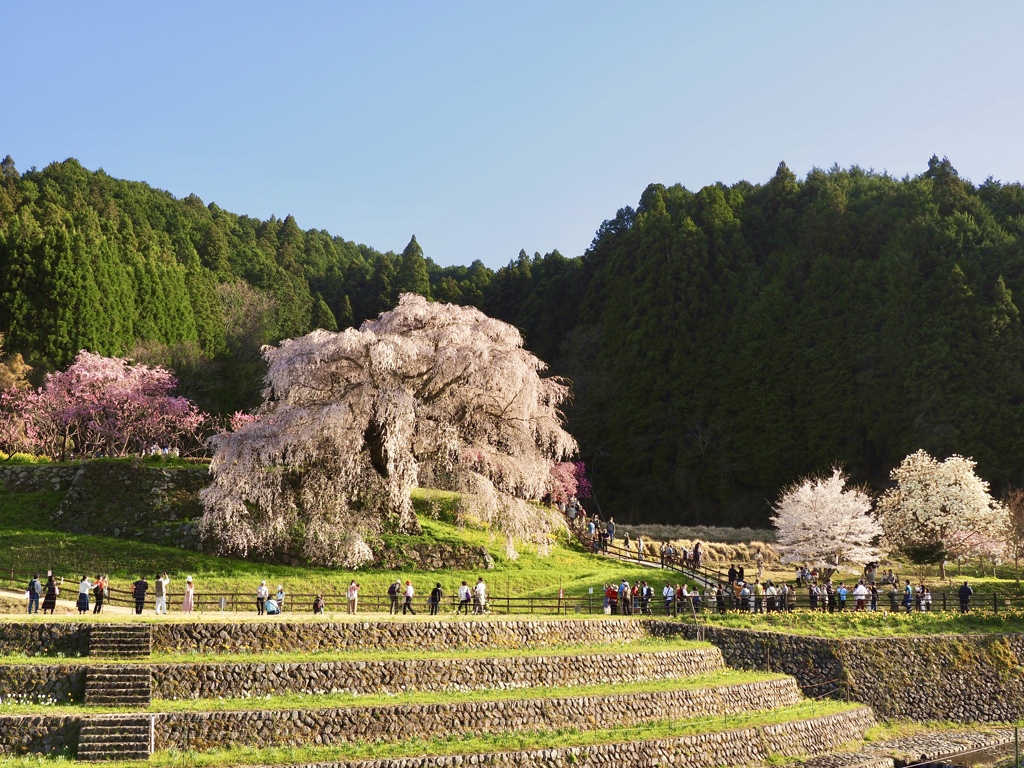 又兵衛桜02