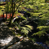 Green leaves and red bridge