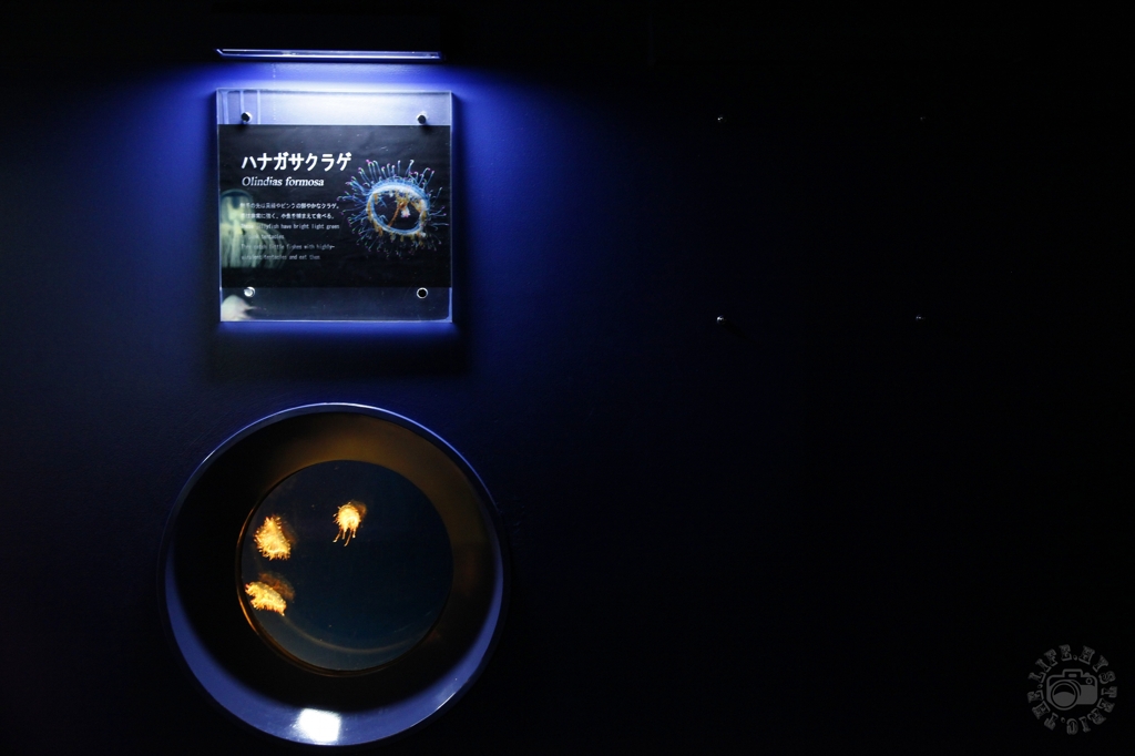 Jellyfish and Design