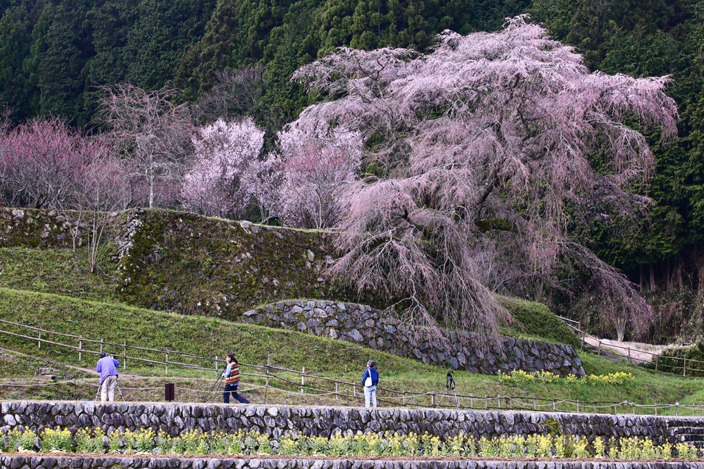 Weeping cherry tree