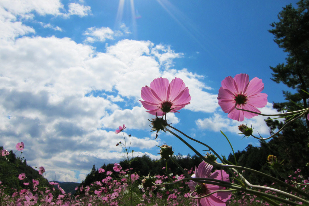 Cosmos towards the sky