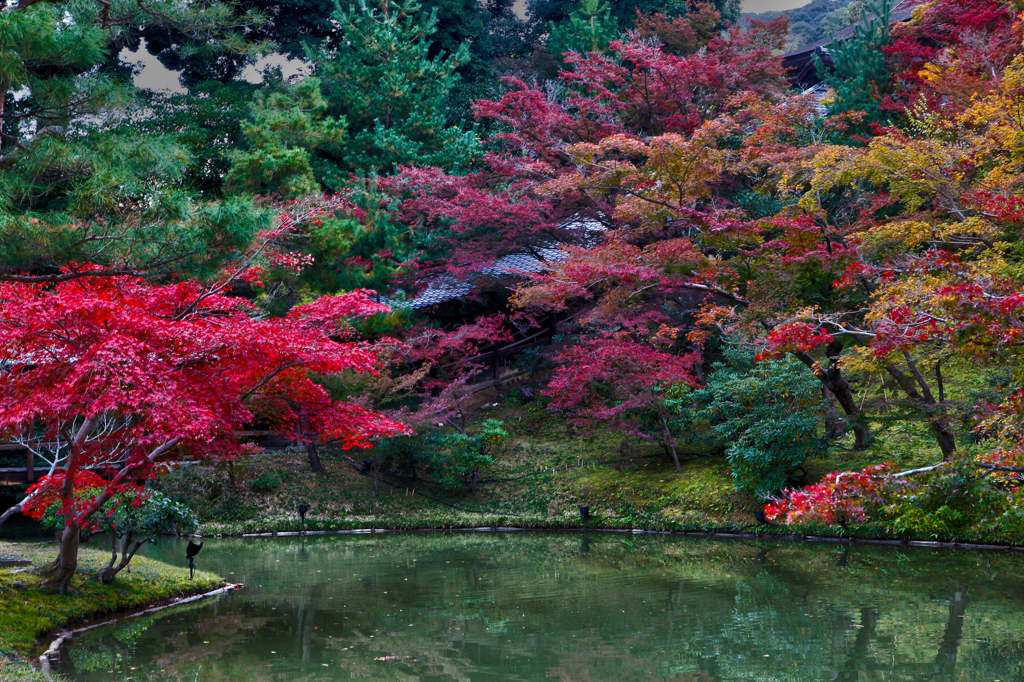 HDR MOMIJI