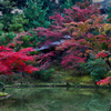 HDR MOMIJI