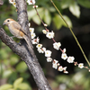 No bird name