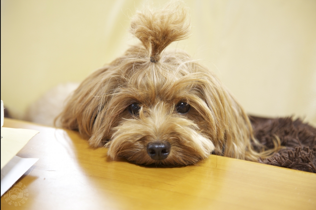 Dogs relax at a desk