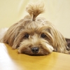 Dogs relax at a desk