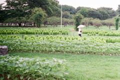 散歩道