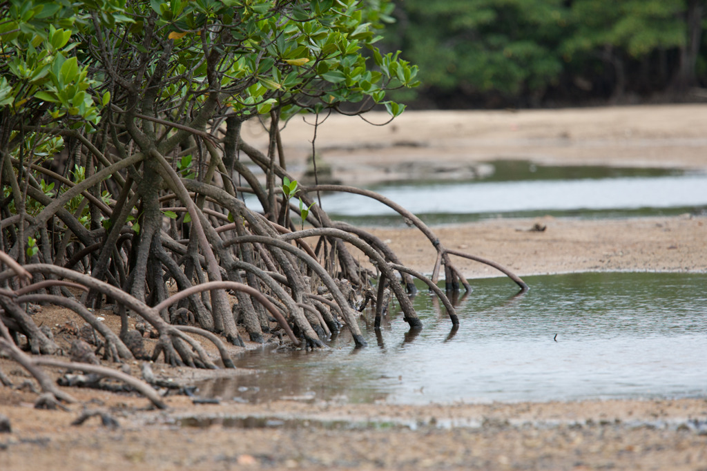 名蔵アンパルin石垣島