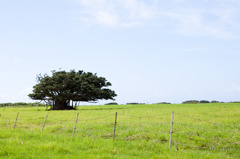 牧草地帯in黒島