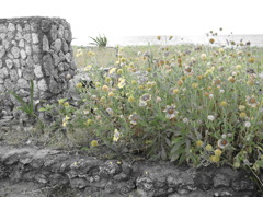 道端の花