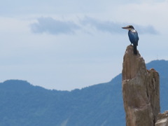 Kingfisher