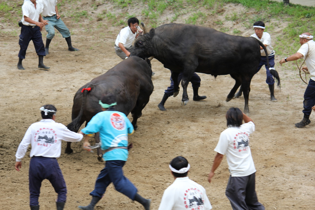 20110802_山古志牛の角突き 243