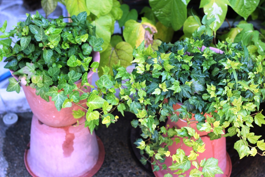 Parthenocissus tricuspidata