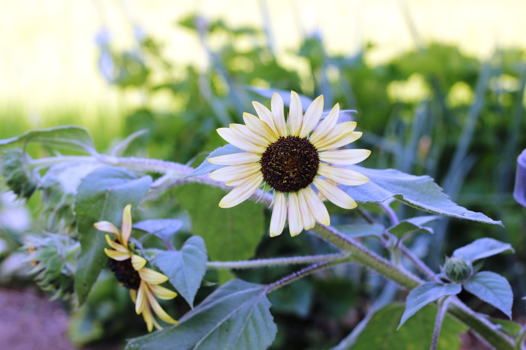 Helianthus annuus 1