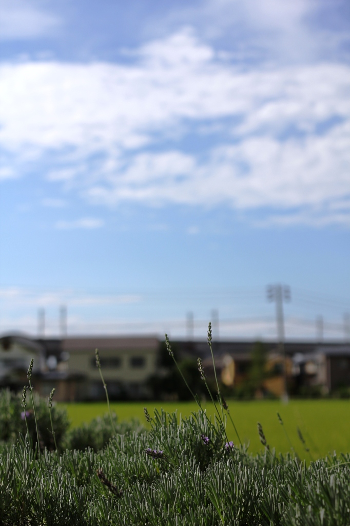 初夏の忘れ物