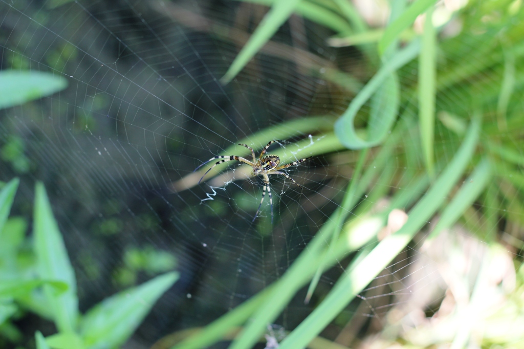 Nephila clavata