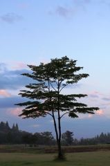 夏　早朝 6