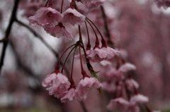 IMG_0017_1