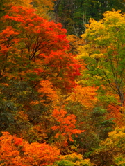 DSCF0337